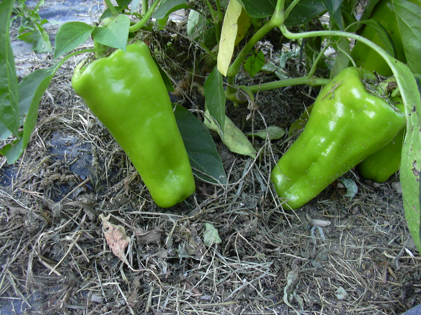 Sweet Pepper Seeds