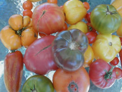 Heirloom Tomato Seeds