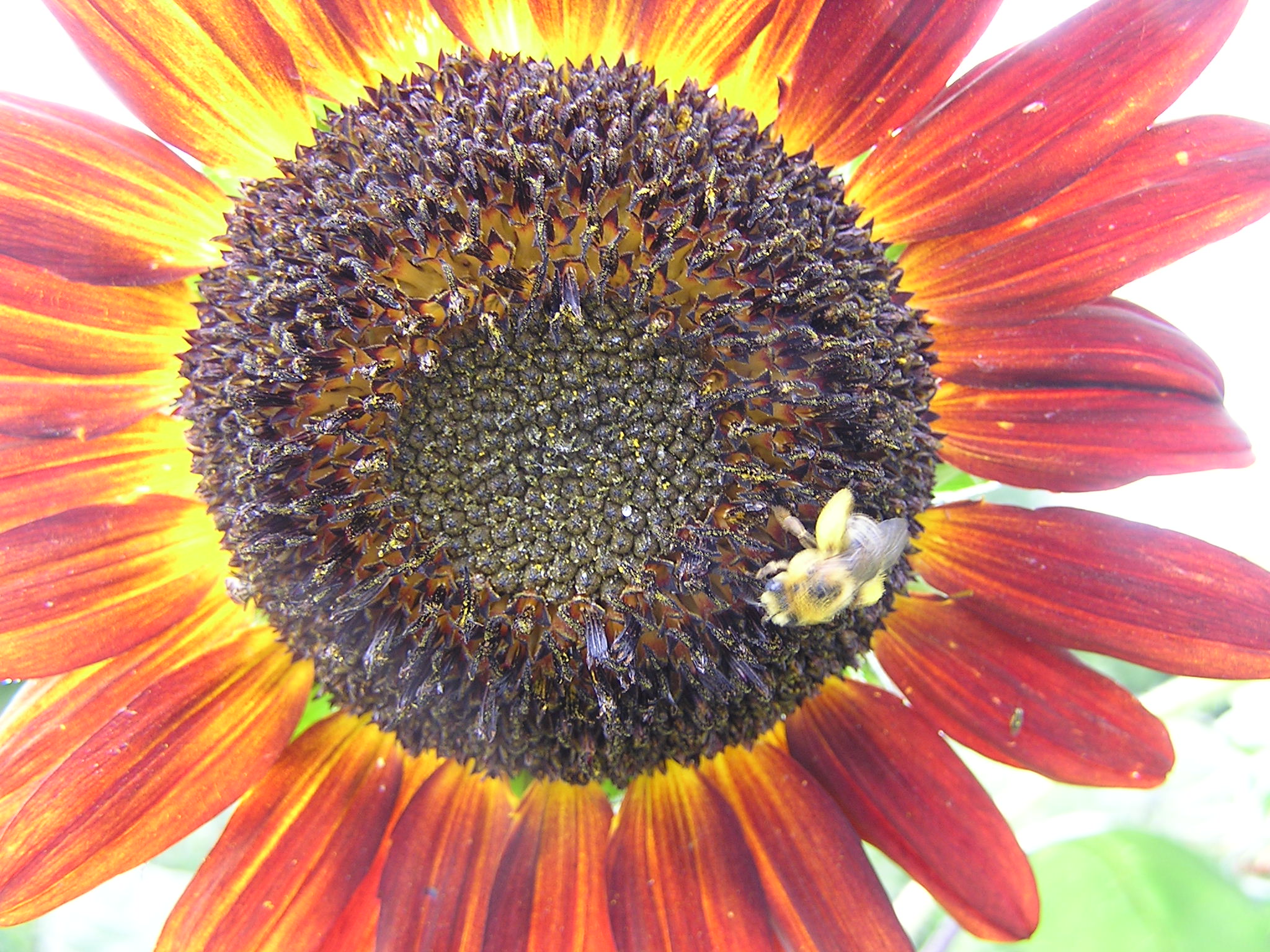 Heirloom Sunflower Collection